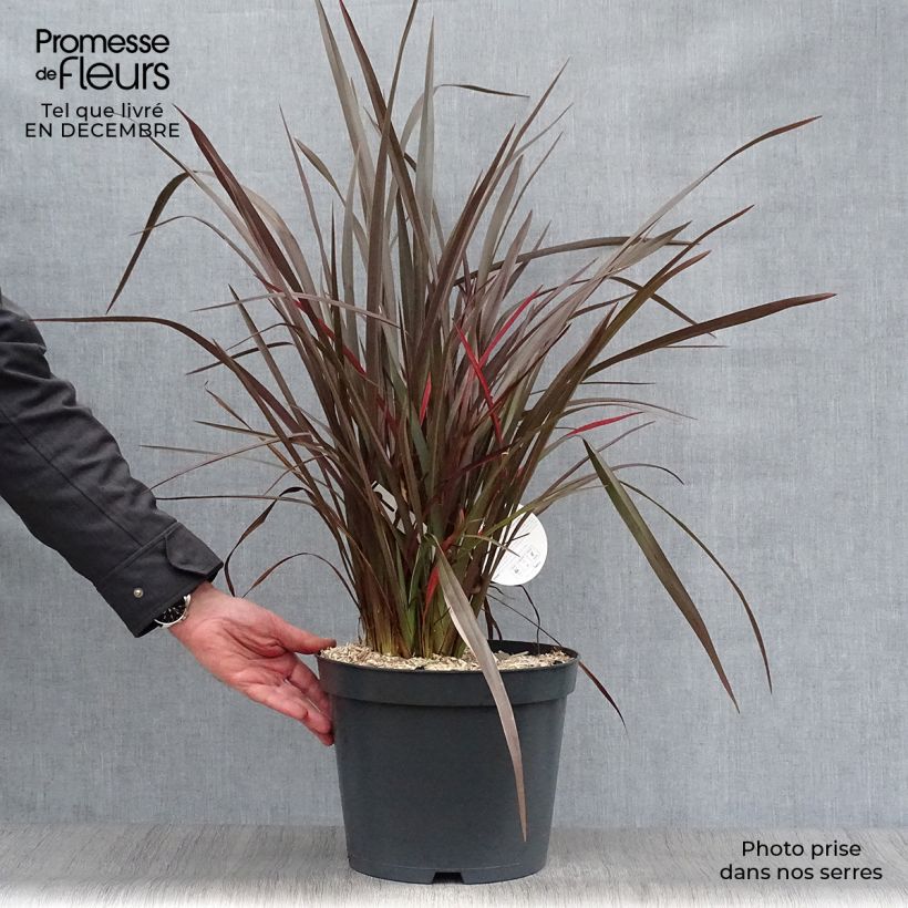 Example of Phormium tenax Purpureum - Lin de Nouvelle-Zélande Pot van 7,5 l/10 l as you get in hiver