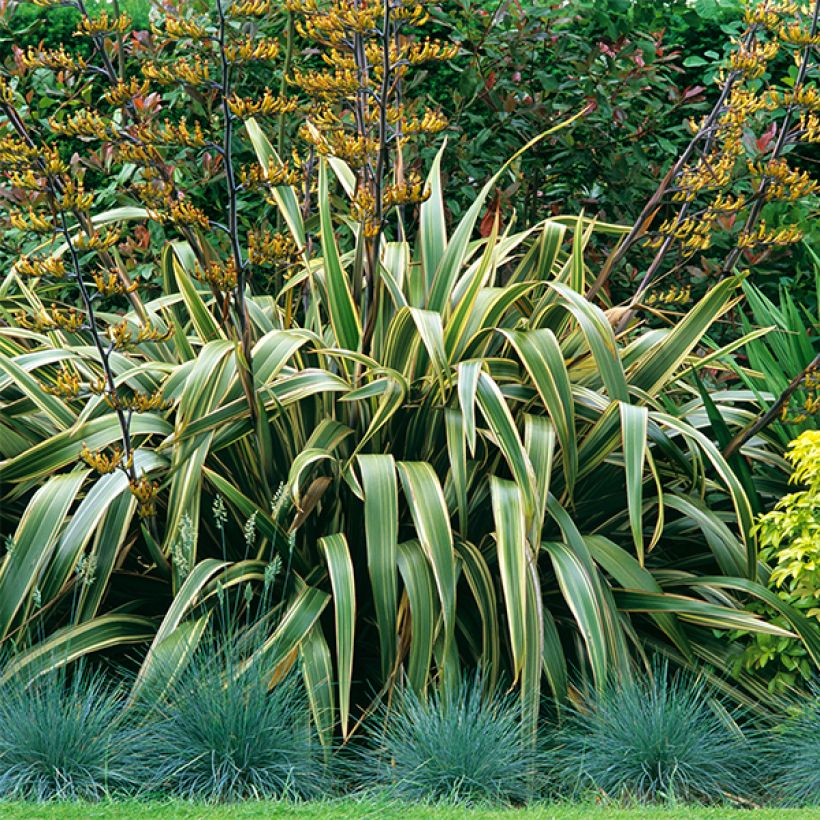 Phormium tenax Variegatum - Nieuw-Zeelands vlas (Plant habit)