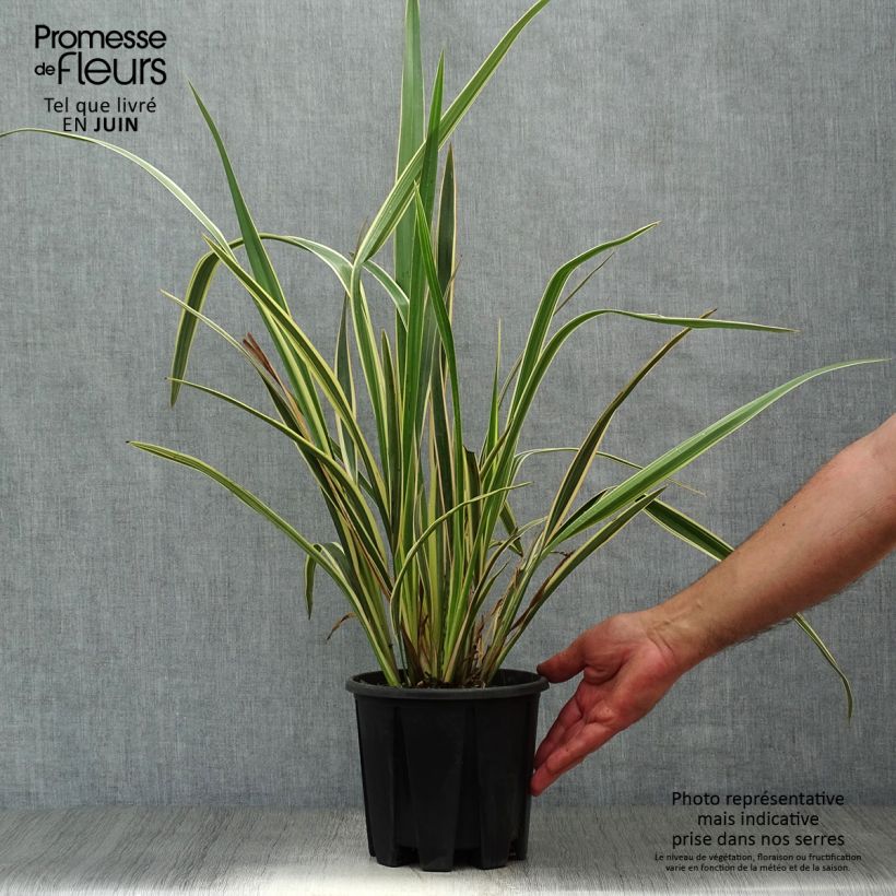 Exemplaar van Phormium tenax Variegatum - Nieuw-Zeelands vlas Pot van 2 l/3 l zoals geleverd in de zomer