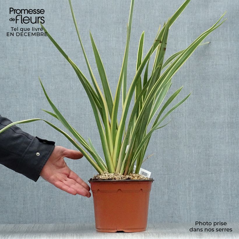 Example of Phormium tenax Variegatum - Nieuw-Zeelands vlas Pot van 2 l/3 l as you get in hiver