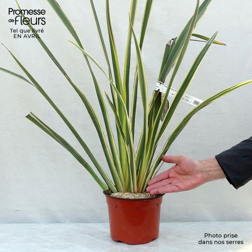 Exemplaar van Phormium tenax Variegatum - Nieuw-Zeelands vlas Pot van 2 l/3 l zoals geleverd in de lente