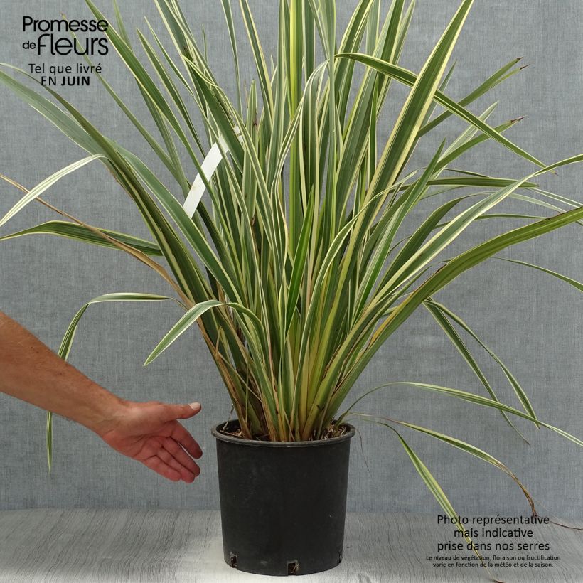 Exemplaar van Phormium tenax Variegatum - Nieuw-Zeelands vlas Pot van 7,5 l/10 l zoals geleverd in de zomer