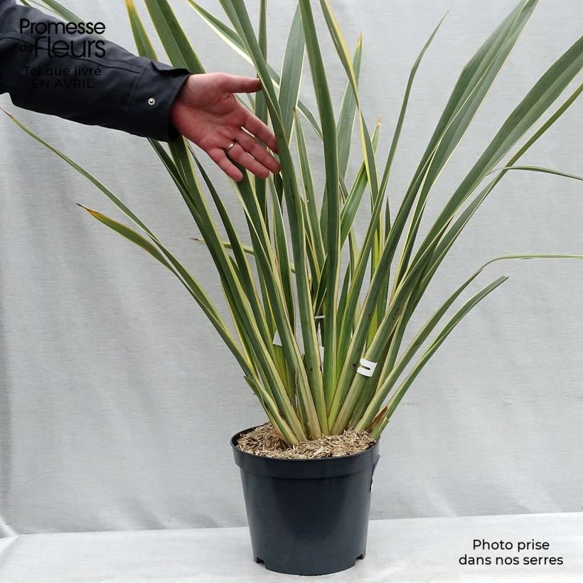 Exemplaar van Phormium tenax Variegatum - Nieuw-Zeelands vlas Pot van 7,5 l/10 l zoals geleverd in de lente