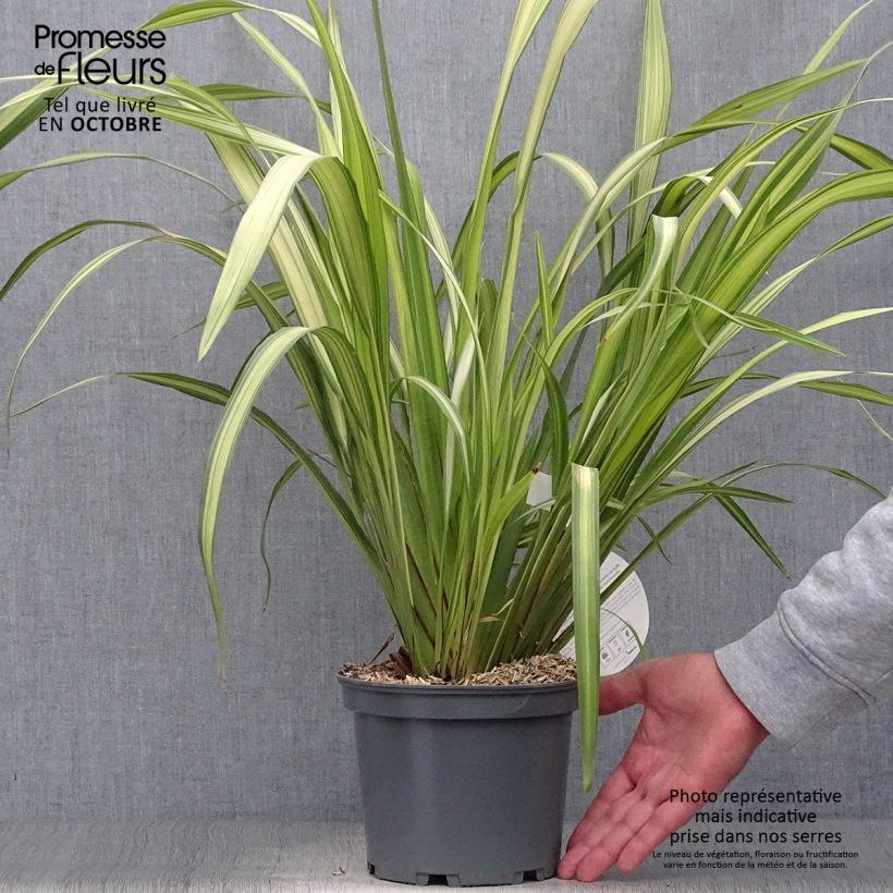 Exemplaar van Phormium Yellow Wave - Nieuw-Zeelands vlas Pot van 2 l/3 l zoals geleverd in de herfst