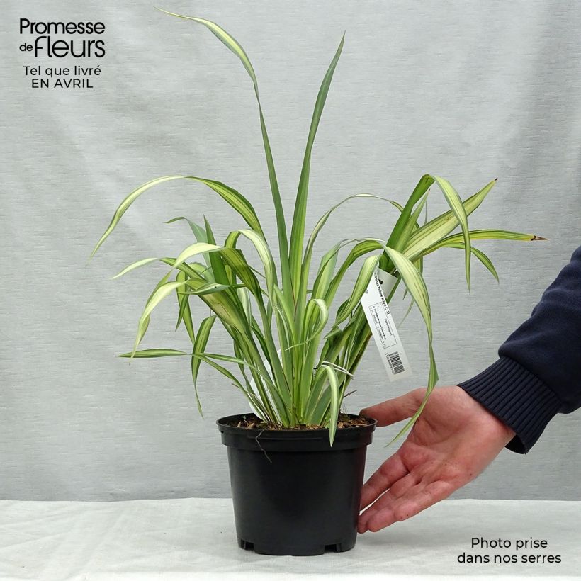 Exemplaar van Phormium Yellow Wave - Nieuw-Zeelands vlas Pot van 2 l/3 l zoals geleverd in de lente