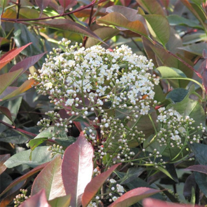 Photinia Little Red Robin - Glansmispel (Flowering)