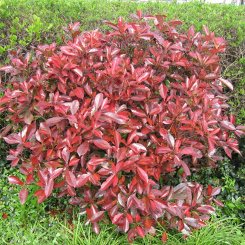 Photinia Little Red Robin - Glansmispel (Plant habit)