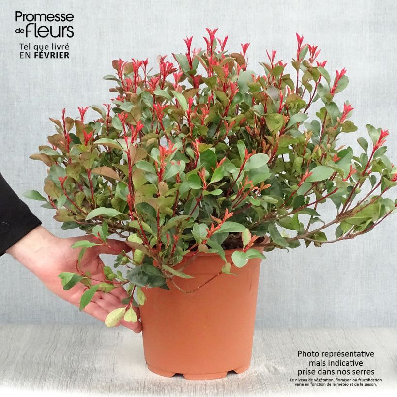 Example of Photinia Little Red Robin en pot de 10L as you get in hiver