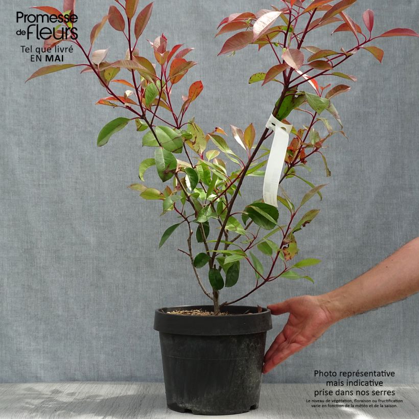 Exemplaar van Photinia Little Red Robin en pot de 10L zoals geleverd in de lente