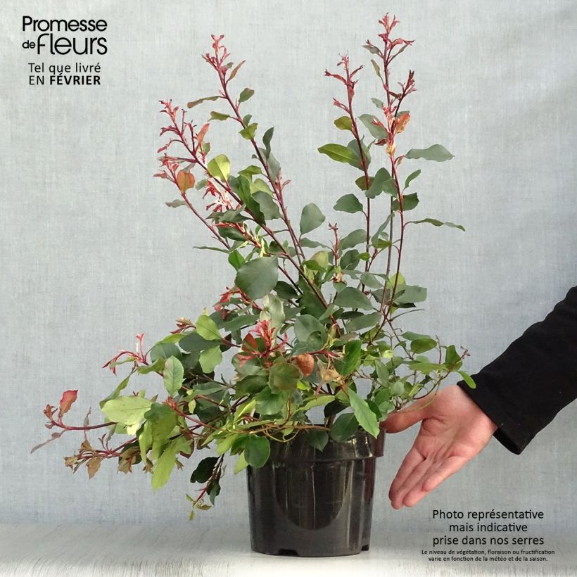 Example of Photinia Little Red Robin - Glansmispel Pot van 2 l/3 l as you get in hiver