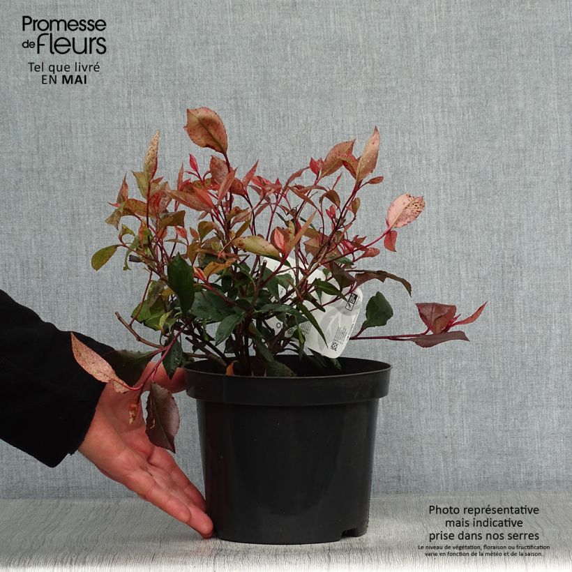 Exemplaar van Photinia Little Red Robin - Glansmispel Pot van 2 l/3 l zoals geleverd in de lente