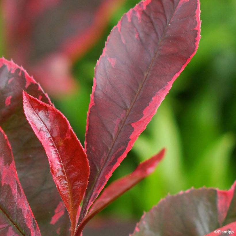 Photinia Louise - Glansmispel (Foliage)