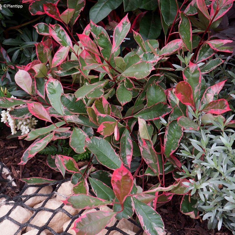 Photinia Louise - Glansmispel (Plant habit)