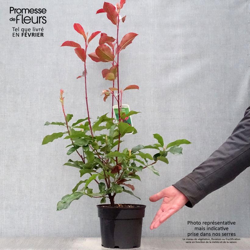 Example of Photinia fraseri Camilvy - Glansmispel Pot van 2 l/3 l as you get in hiver
