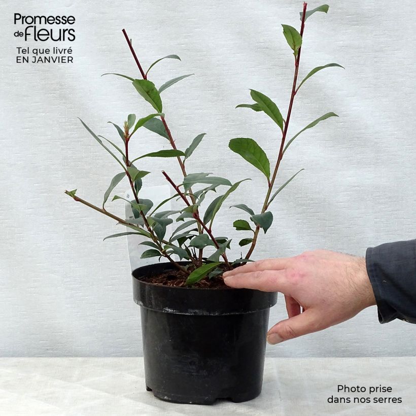 Example of Photinia fraseri Carré Rouge - Glansmispel Pot van 2 l/3 l as you get in hiver