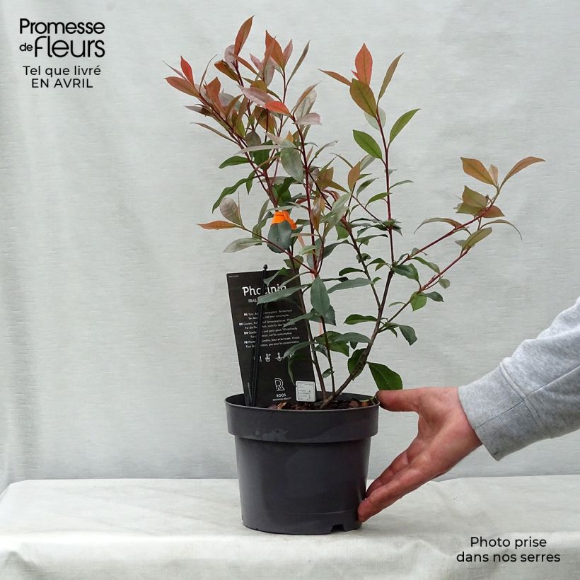 Exemplaar van Photinia fraseri Carré Rouge - Glansmispel Pot van 2 l/3 l zoals geleverd in de lente