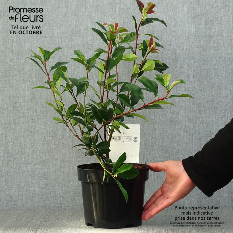 Exemplaar van Photinia fraseri Carré Rouge - Glansmispel Pot van 2 l/3 l zoals geleverd in de herfst