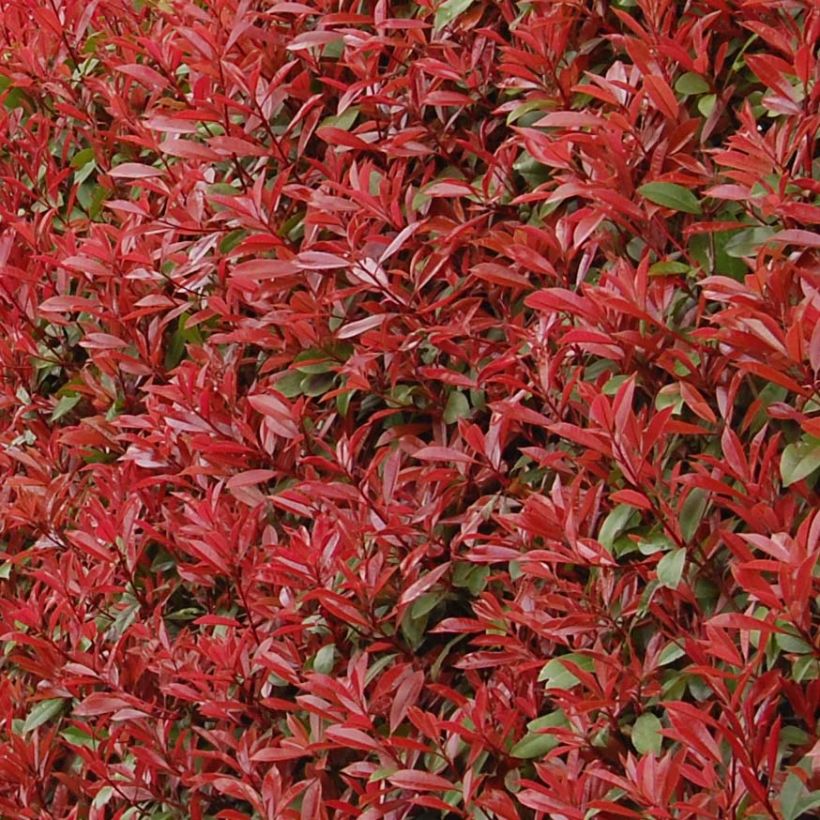 Photinia fraseri Carré Rouge - Glansmispel (Foliage)