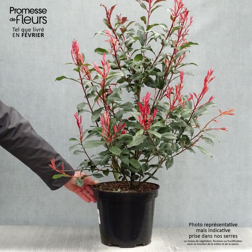 Example of Photinia fraseri Carré Rouge - Glansmispel Pot van 7,5 l/10 l as you get in hiver