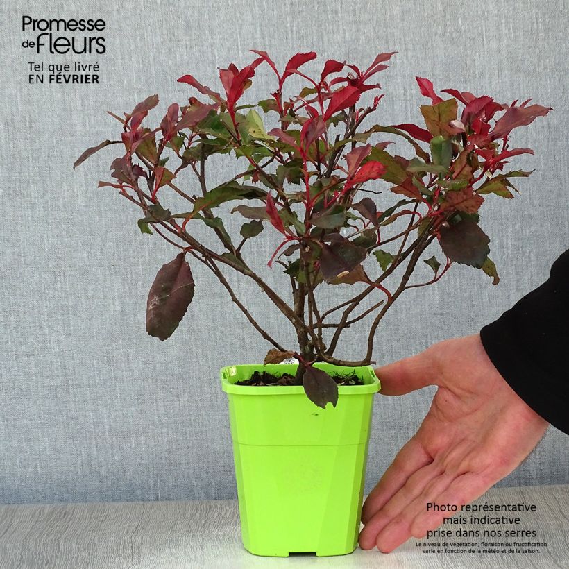 Example of Photinia fraseri Corallina Pot van 1,5 l/2 l as you get in hiver