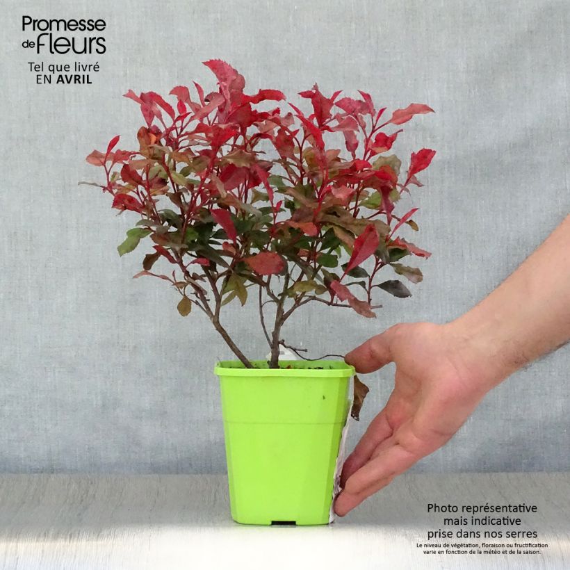 Exemplaar van Photinia fraseri Corallina - Glansmispel Pot van 1,5 l/2 l zoals geleverd in de lente