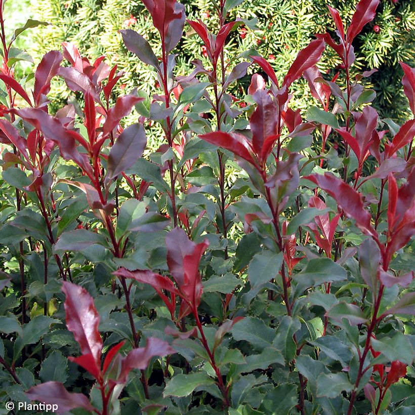 Photinia fraseri Corallina - Glansmispel (Blad)