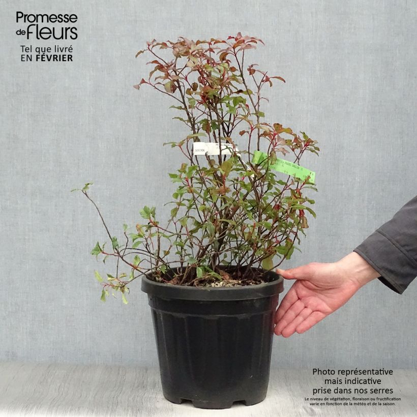 Example of Photinia fraseri Corallina Pot van 7,5 l/10 l as you get in hiver