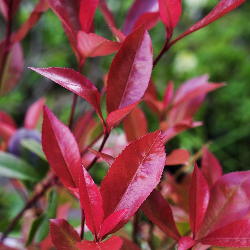 Photinia fraseri Devils Dream - Glansmispel (Foliage)