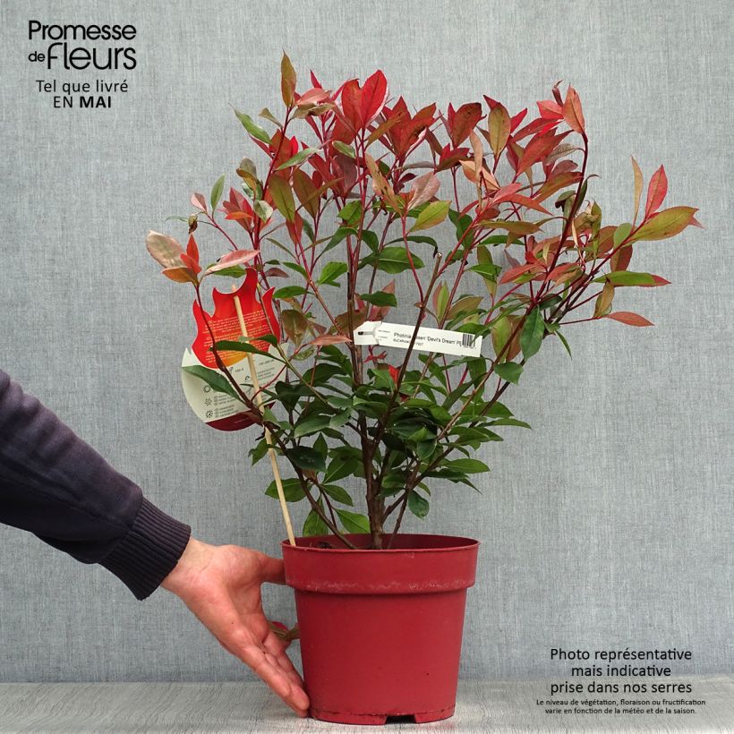 Exemplaar van Photinia fraseri Devils Dream - Glansmispel Pot van 2 l/3 l zoals geleverd in de lente