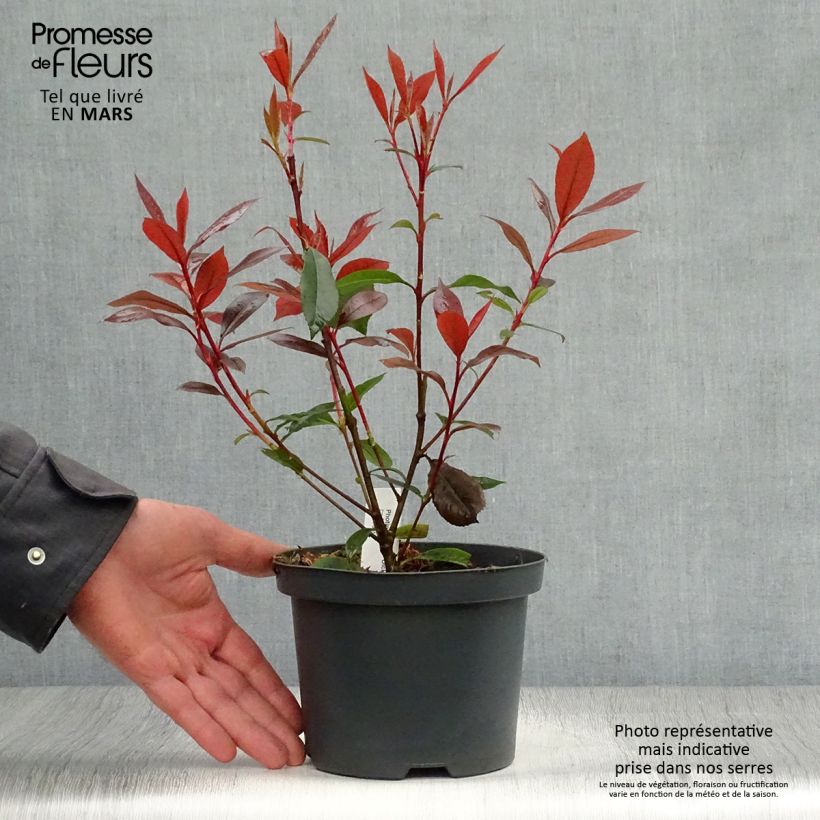 Example of Photinia fraseri Dicker Toni Pot van 2 l/3 l as you get in printemps