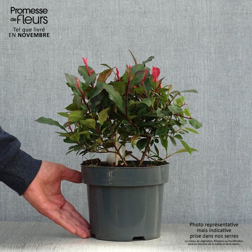 Exemplaar van Photinia fraseri Little Fenna - Glansmispel Pot van 2 l/3 l zoals geleverd in de herfst