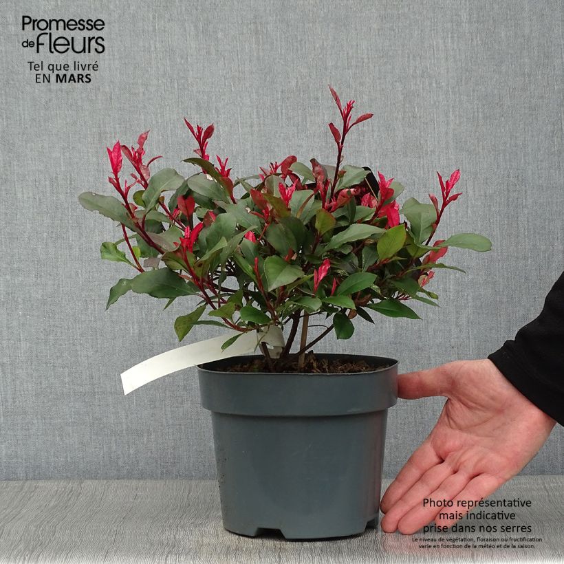 Example of Photinia fraseri Little Fenna Pot van 2 l/3 l as you get in hiver