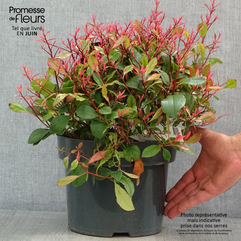 Exemplaar van Photinia fraseri Little Fenna - Glansmispel Pot van 2 l/3 l zoals geleverd in de lente