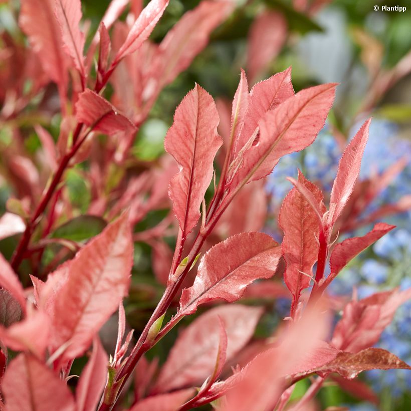 Photinia fraseri Little Fenna - Glansmispel (Foliage)