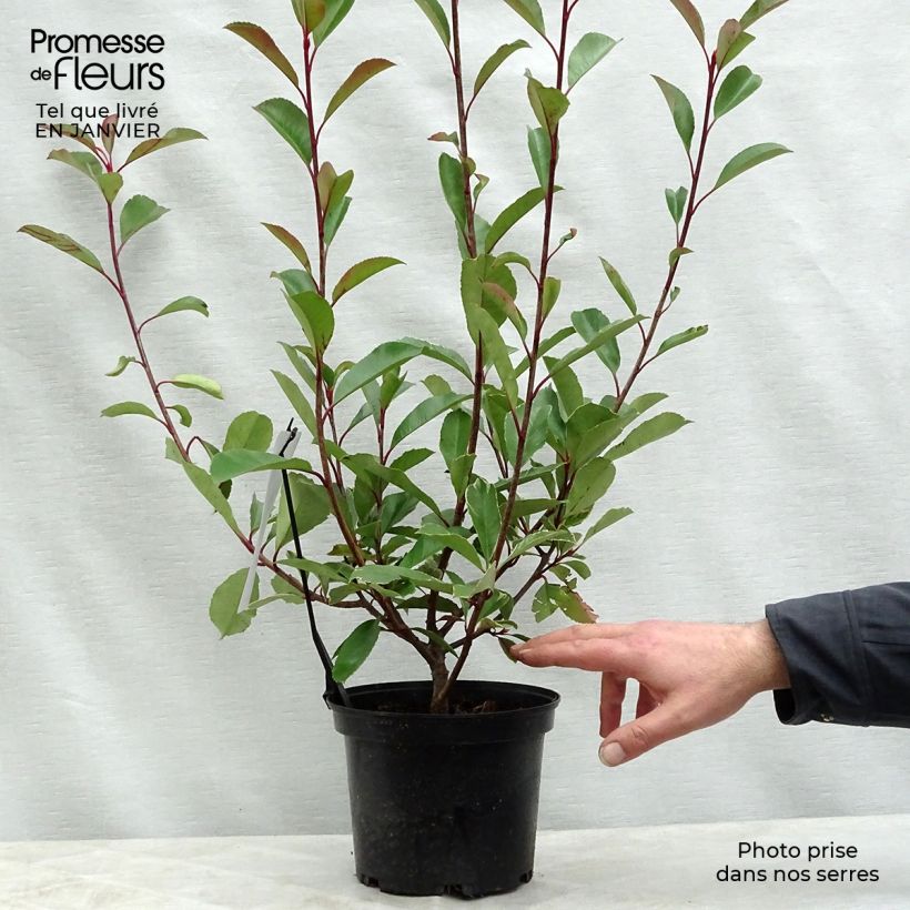 Example of Photinia fraseri Louise Pot van 2 l/3 l as you get in hiver