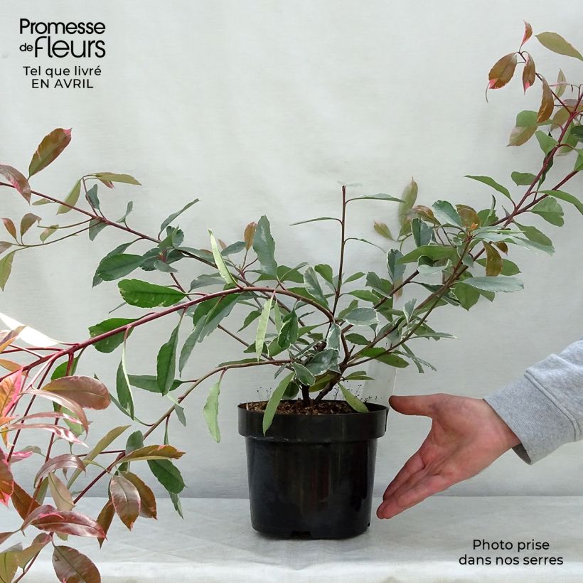 Exemplaar van Photinia Louise - Glansmispel Pot van 2 l/3 l zoals geleverd in de lente