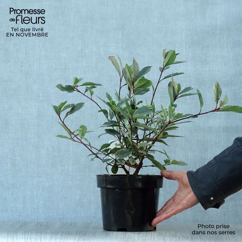 Exemplaar van Photinia Louise - Glansmispel Pot van 2 l/3 l zoals geleverd in de herfst