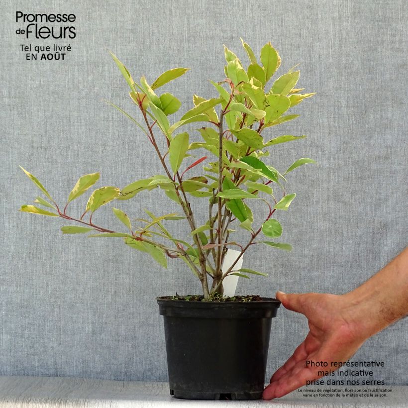 Exemplaar van Photinia Louise - Glansmispel Pot van 2 l/3 l zoals geleverd in de zomer
