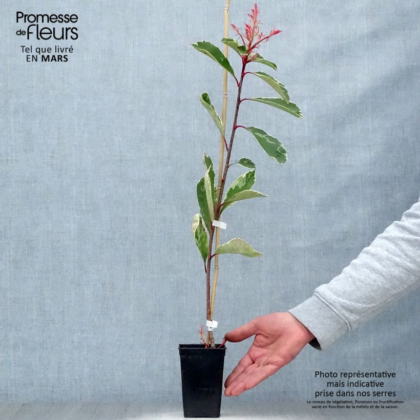 Exemplaar van Photinia fraseri Pink Marble - Glansmispel Pot van 1 l/1,5 l zoals geleverd in de lente