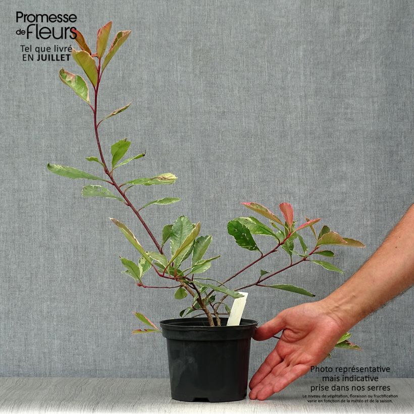 Exemplaar van Photinia fraseri Pink Marble - Glansmispel Pot van 2 l/3 l zoals geleverd in de zomer