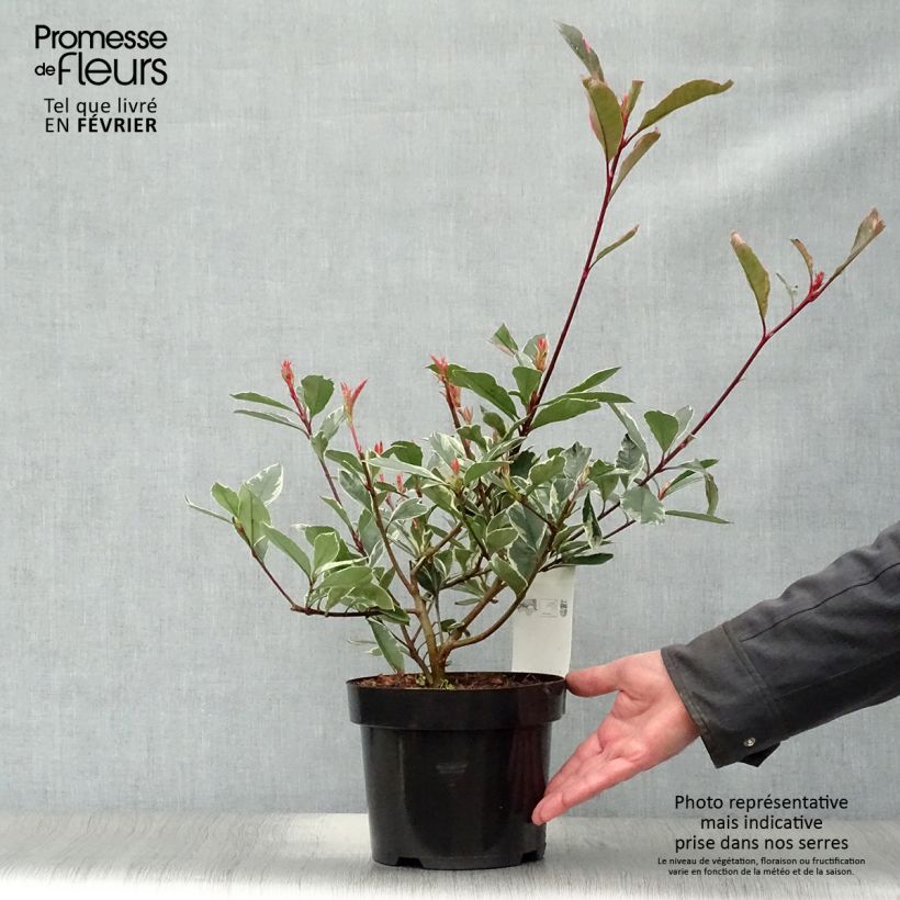 Example of Photinia fraseri Pink Marble - Glansmispel Pot van 2 l/3 l as you get in hiver