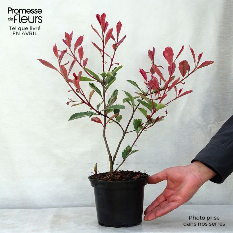 Exemplaar van Photinia fraseri Pink Marble - Glansmispel Pot van 2 l/3 l zoals geleverd in de lente