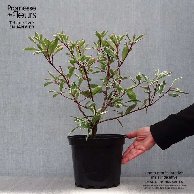 Example of Photinia fraseri Pink Marble - Glansmispel Pot van 7,5 l/10 l as you get in hiver