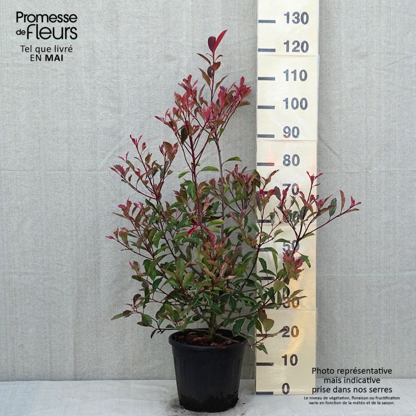 Exemplaar van Photinia fraseri Pink Marble - Glansmispel Pot van 7,5 l/10 l zoals geleverd in de lente