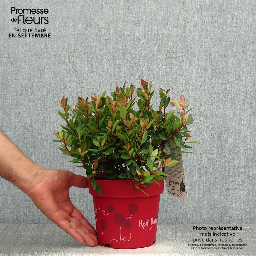 Exemplaar van Photinia fraseri Red Ballcoon - Glansmispel Pot van 2 l/3 l zoals geleverd in de herfst