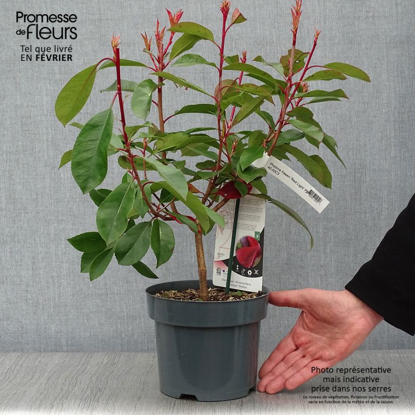 Example of Photinia fraseri Red Light Pot van 3 l/4 l as you get in hiver