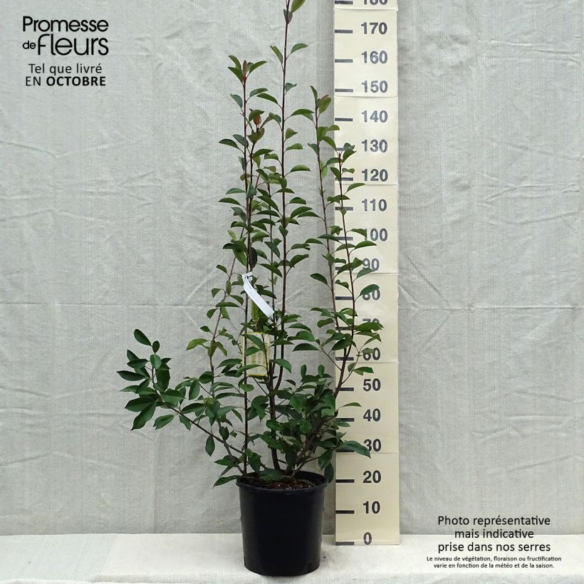 Exemplaar van Photinia fraseri Red Robin - Glansmispel Pot van 12 l/15 l zoals geleverd in de herfst