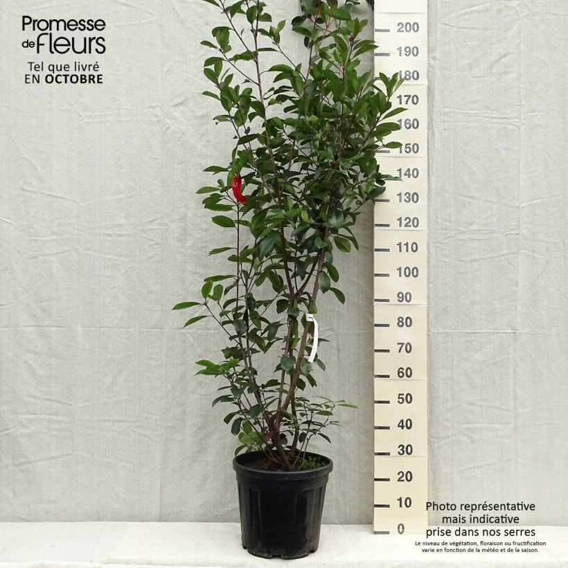 Exemplaar van Photinia fraseri Red Robin - Glansmispel Pot van 18 l/20 l zoals geleverd in de zomer