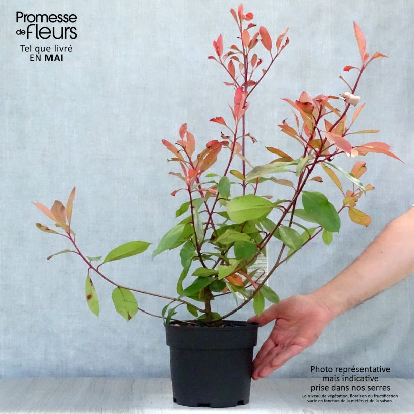 Exemplaar van Photinia fraseri Red Robin - Glansmispel Pot van 2 l/3 l zoals geleverd in de lente
