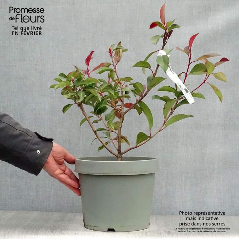 Example of Photinia fraseri Red Robin - Glansmispel Pot van 7,5 l/10 l as you get in hiver